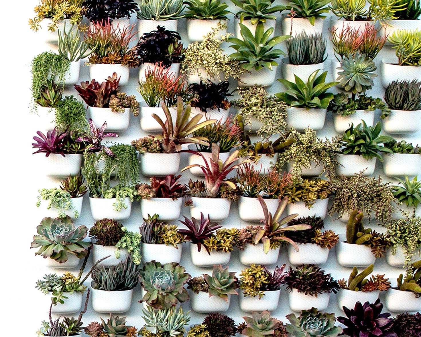 Living Wall – Pigment