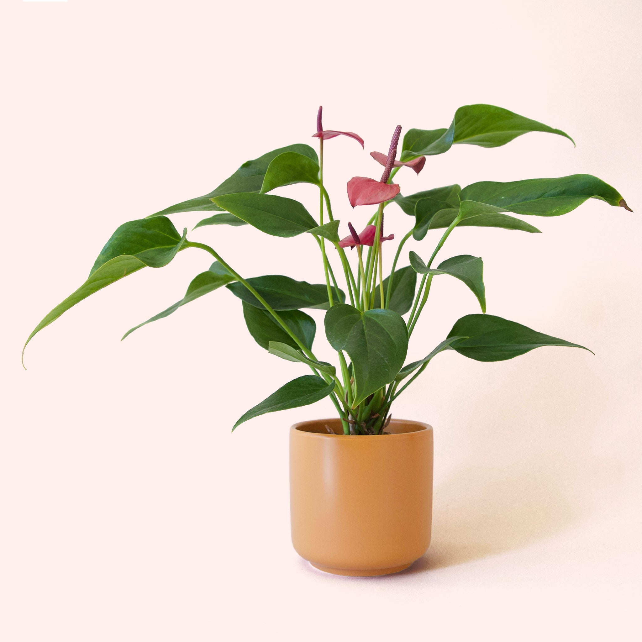 buy anthuriums online Anthurium