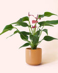 Anthurium | Cirano