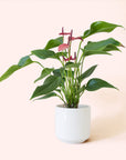 Anthurium | Cirano