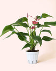 Anthurium | Cirano