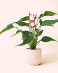 Anthurium | Cirano