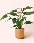 Anthurium | Cirano