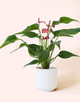 Anthurium | Cirano