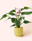 Anthurium | Cirano