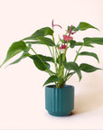 Anthurium | Cirano