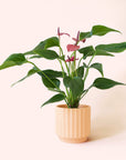 Anthurium | Cirano