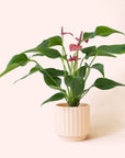 Anthurium | Cirano