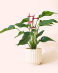 Anthurium | Cirano