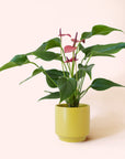 Anthurium | Cirano