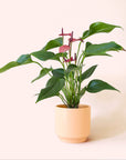 Anthurium | Cirano