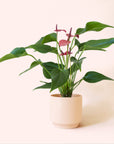 Anthurium | Cirano