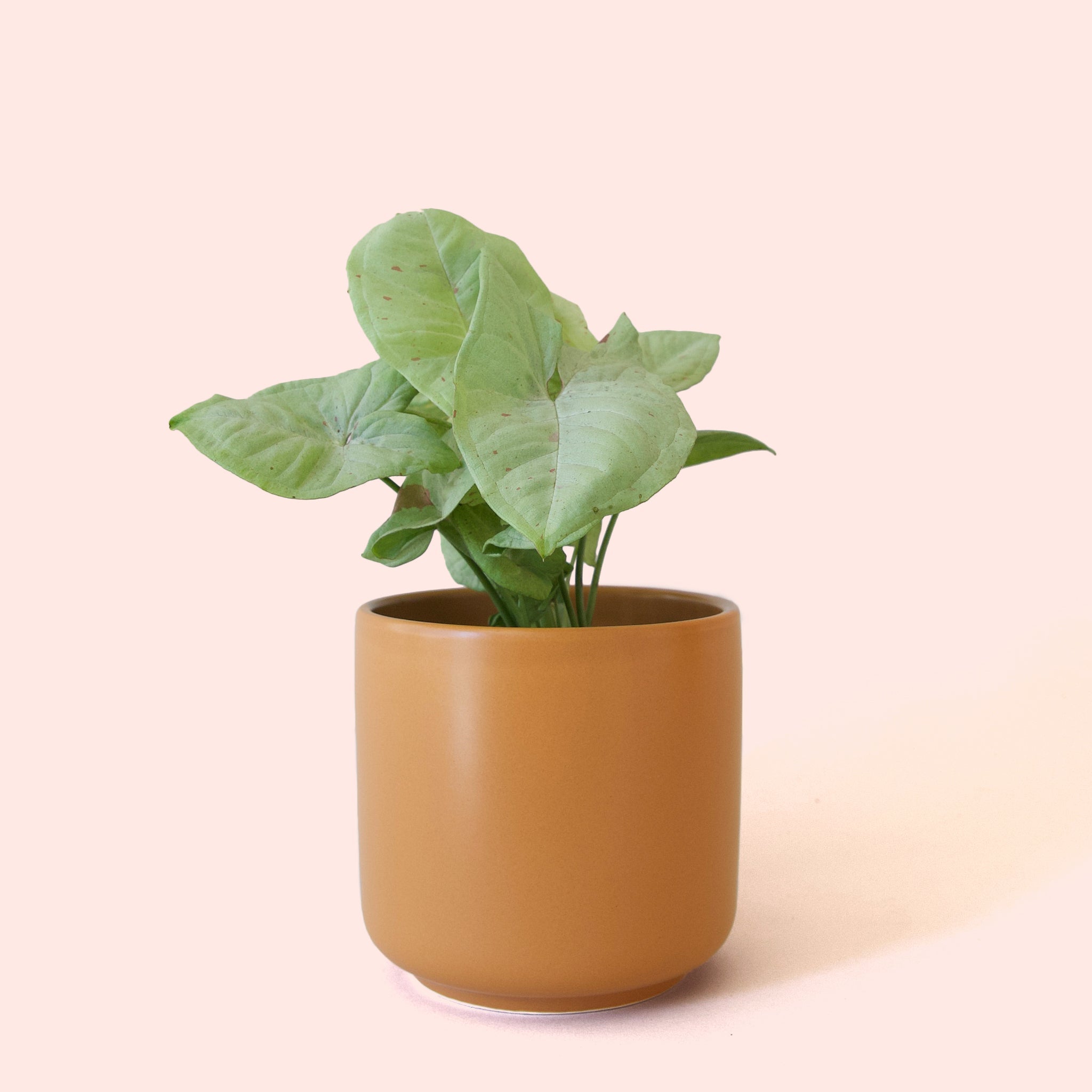 Syngonium