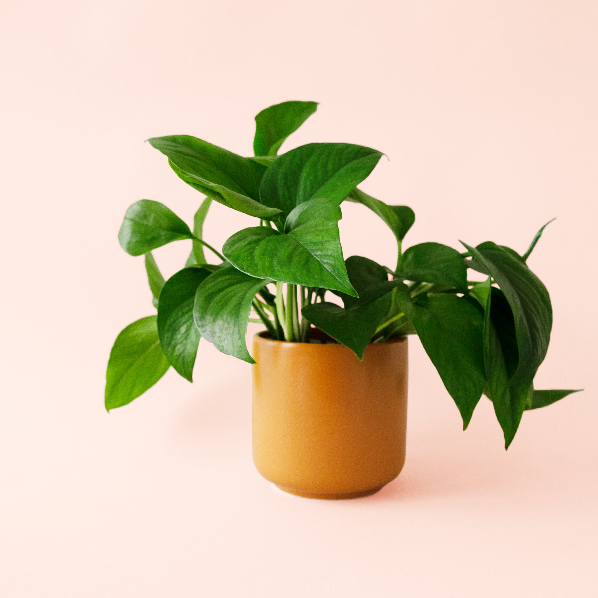 kirk pothos Pothos