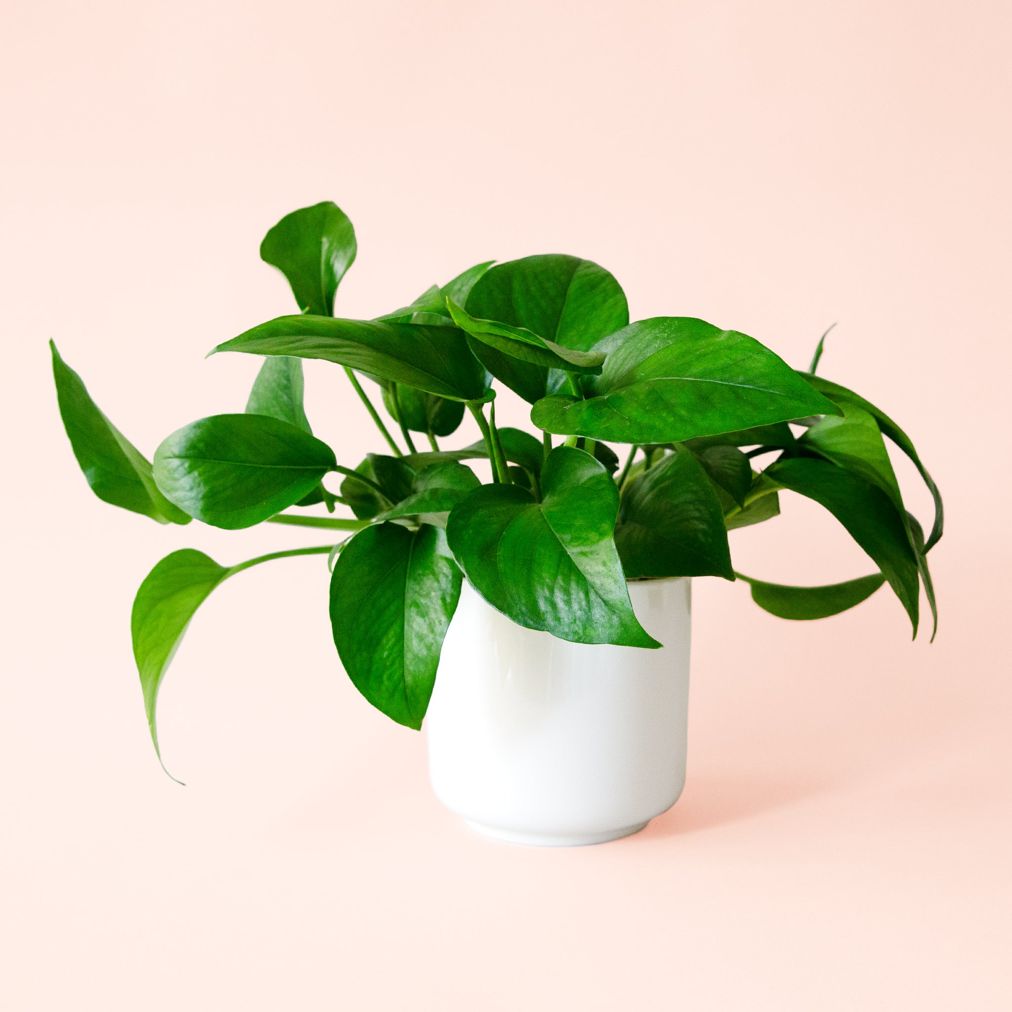 pothos chat Pothos