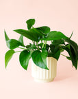 Pothos | Green