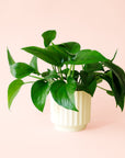 Pothos | Green