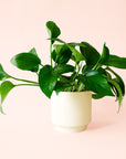 Pothos | Green