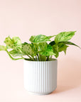 Pothos | Marble Queen