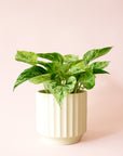 Pothos | Marble Queen