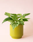 Pothos | Marble Queen