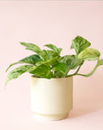 Pothos | Marble Queen