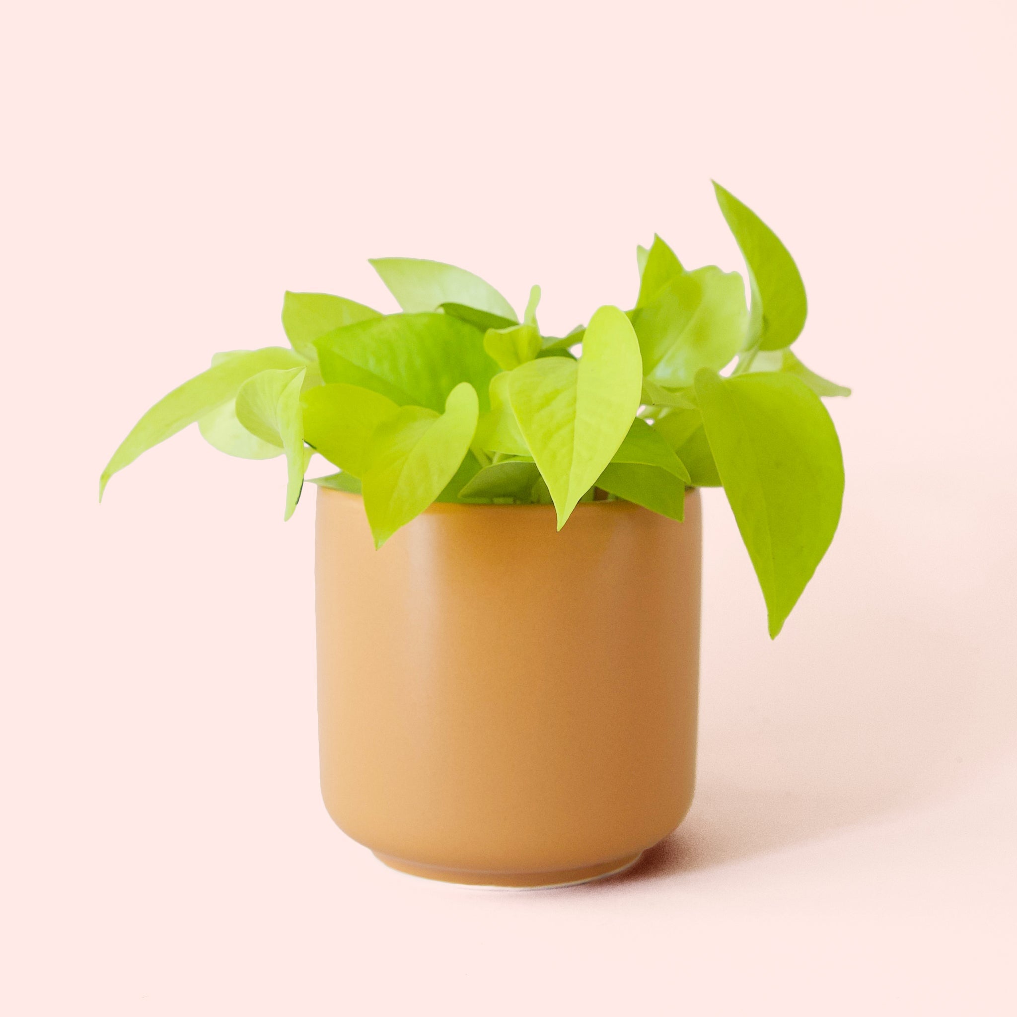 pothos neon light Pothos