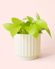 Pothos | Neon