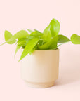Pothos | Neon