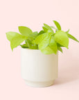 Pothos | Neon