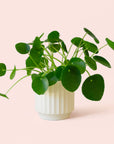 Pilea | Peperomioide