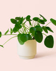 Pilea | Peperomioide