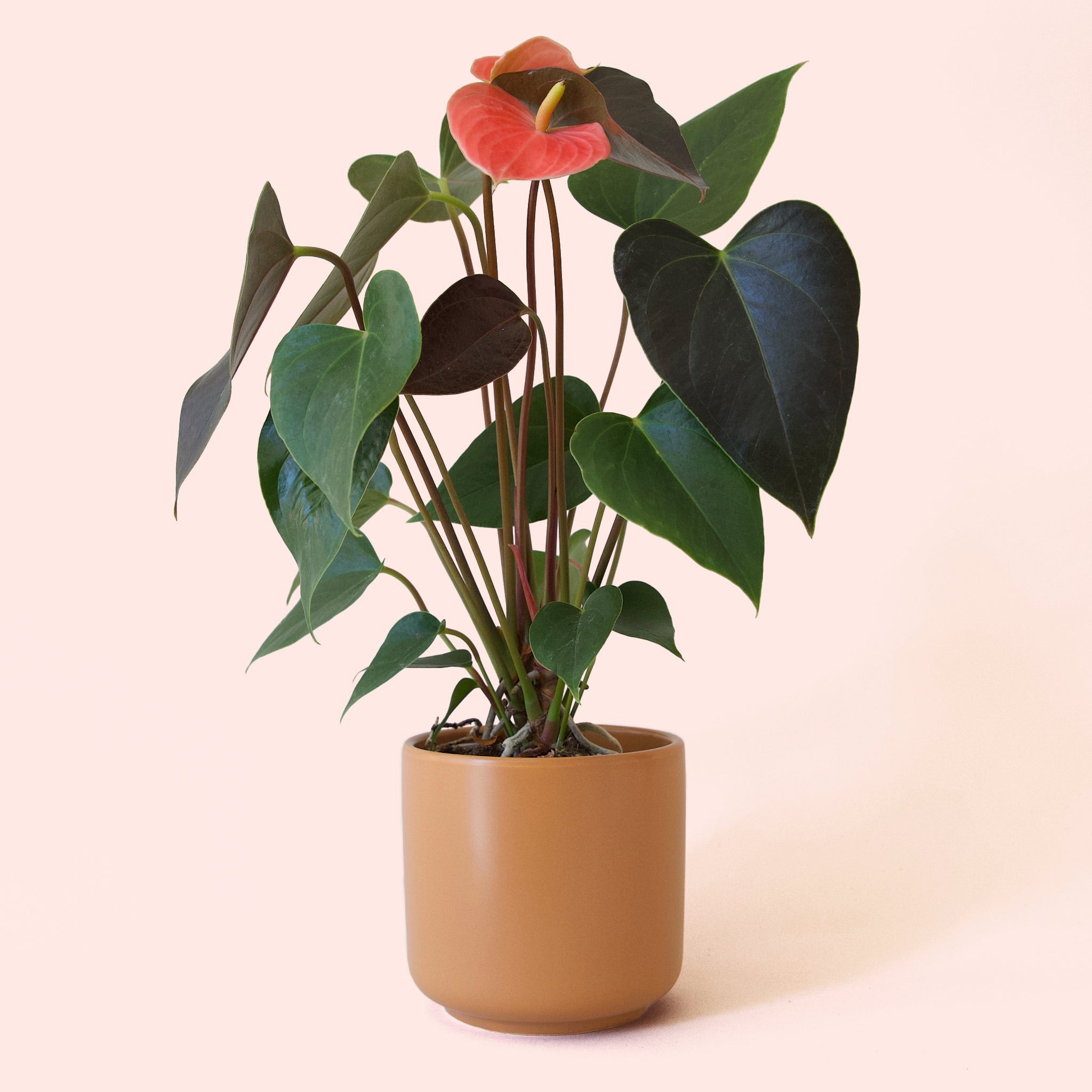 Anthurium