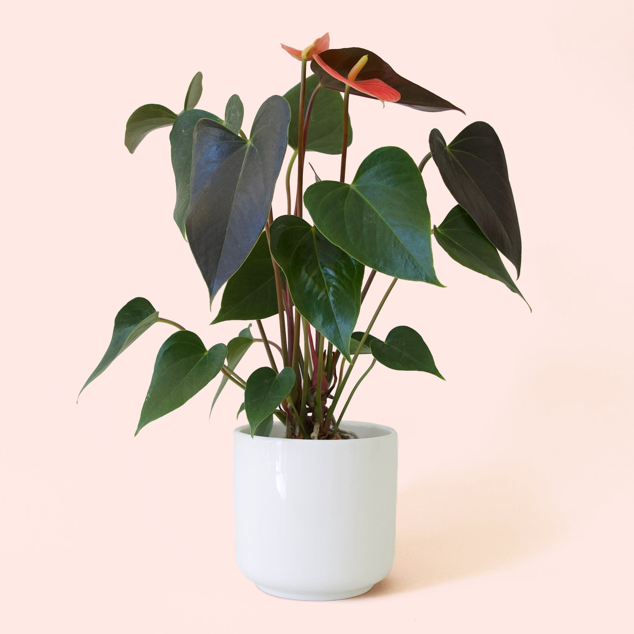 Anthurium
