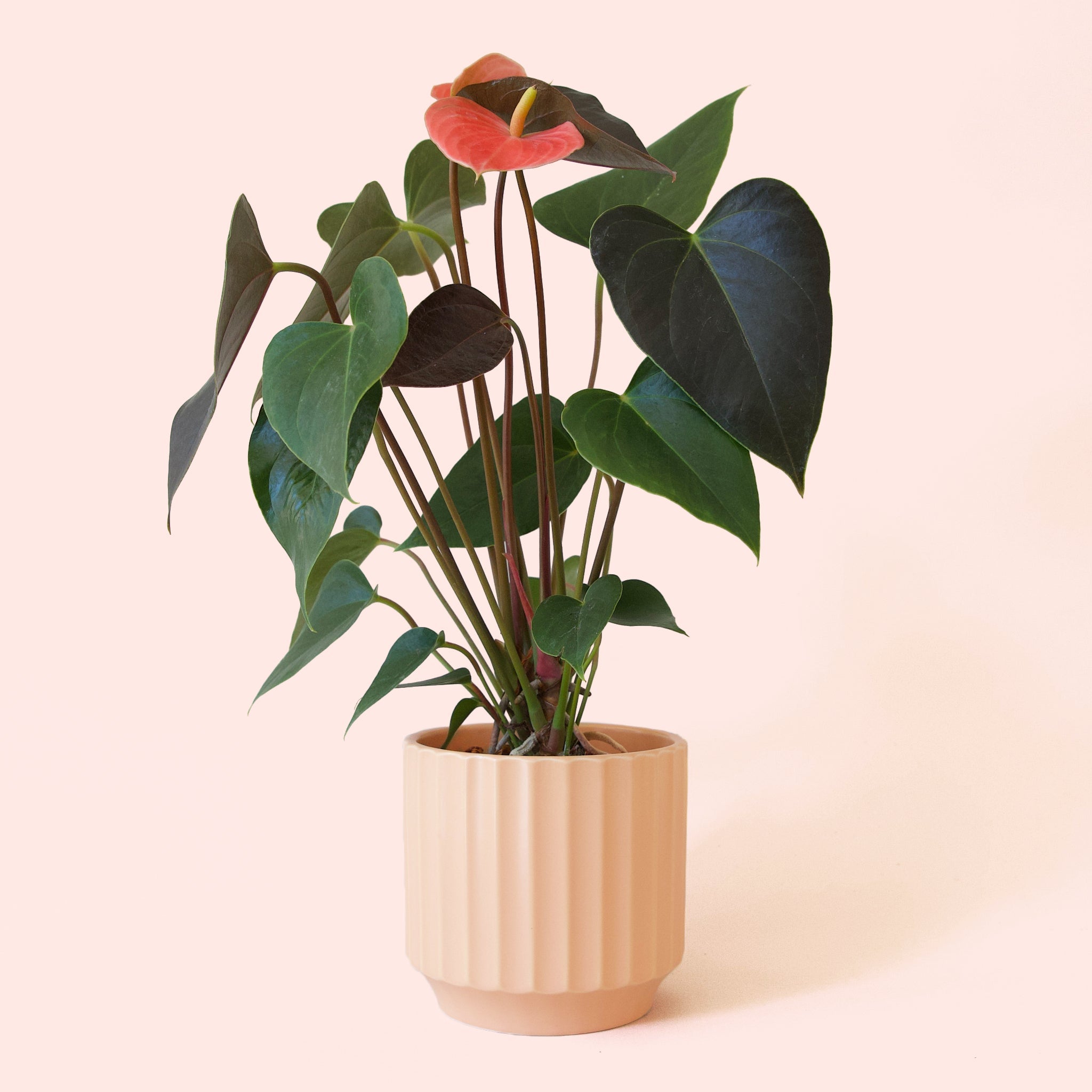 anthurium oshiro Anthurium