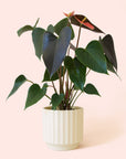 Anthurium | Rainbow Champion