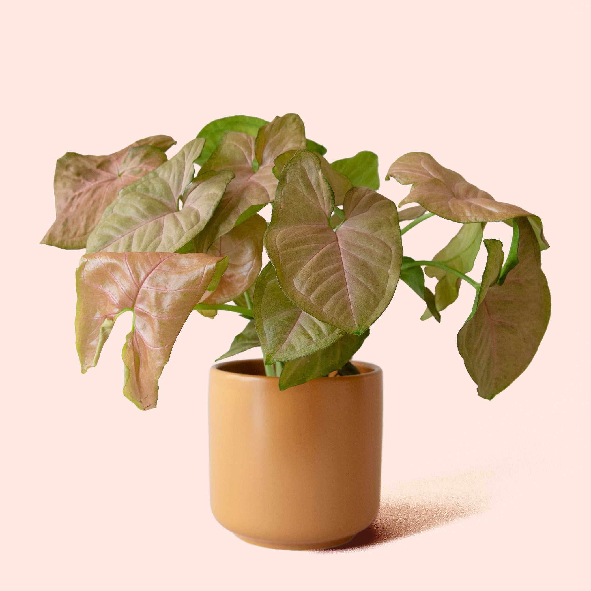 syngonium pink indoor plant Syngonium