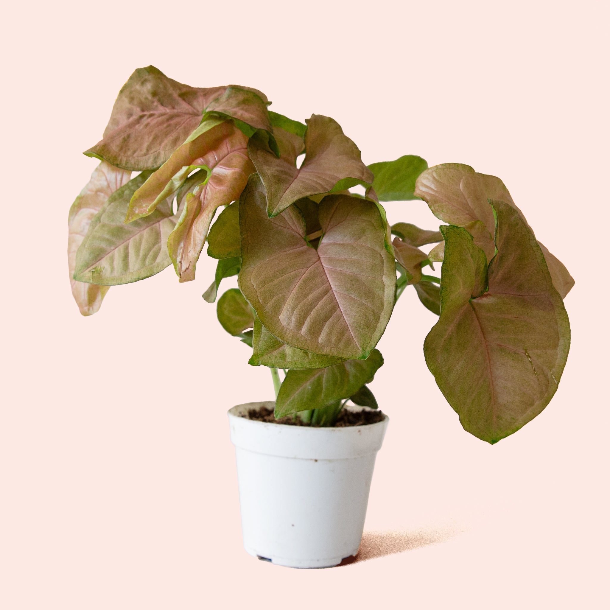 Syngonium
