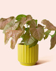 Syngonium | Arrowhead Pink