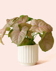 Syngonium | Arrowhead Pink