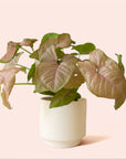 Syngonium | Arrowhead Pink
