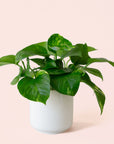 Pothos | Variegated
