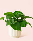 Pothos | Variegated