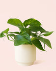 Pothos | Variegated