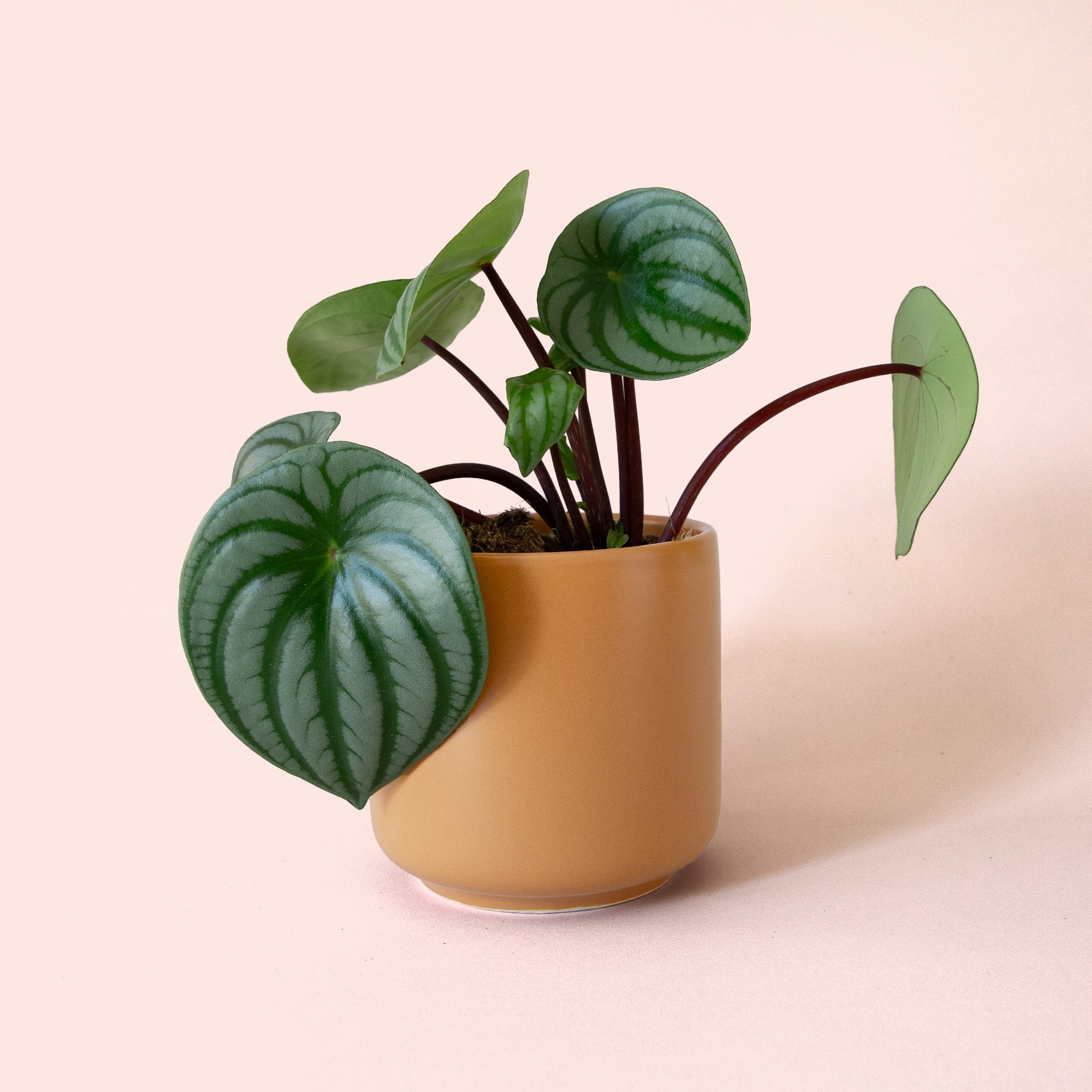 Peperomia