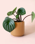 Peperomia | Watermelon