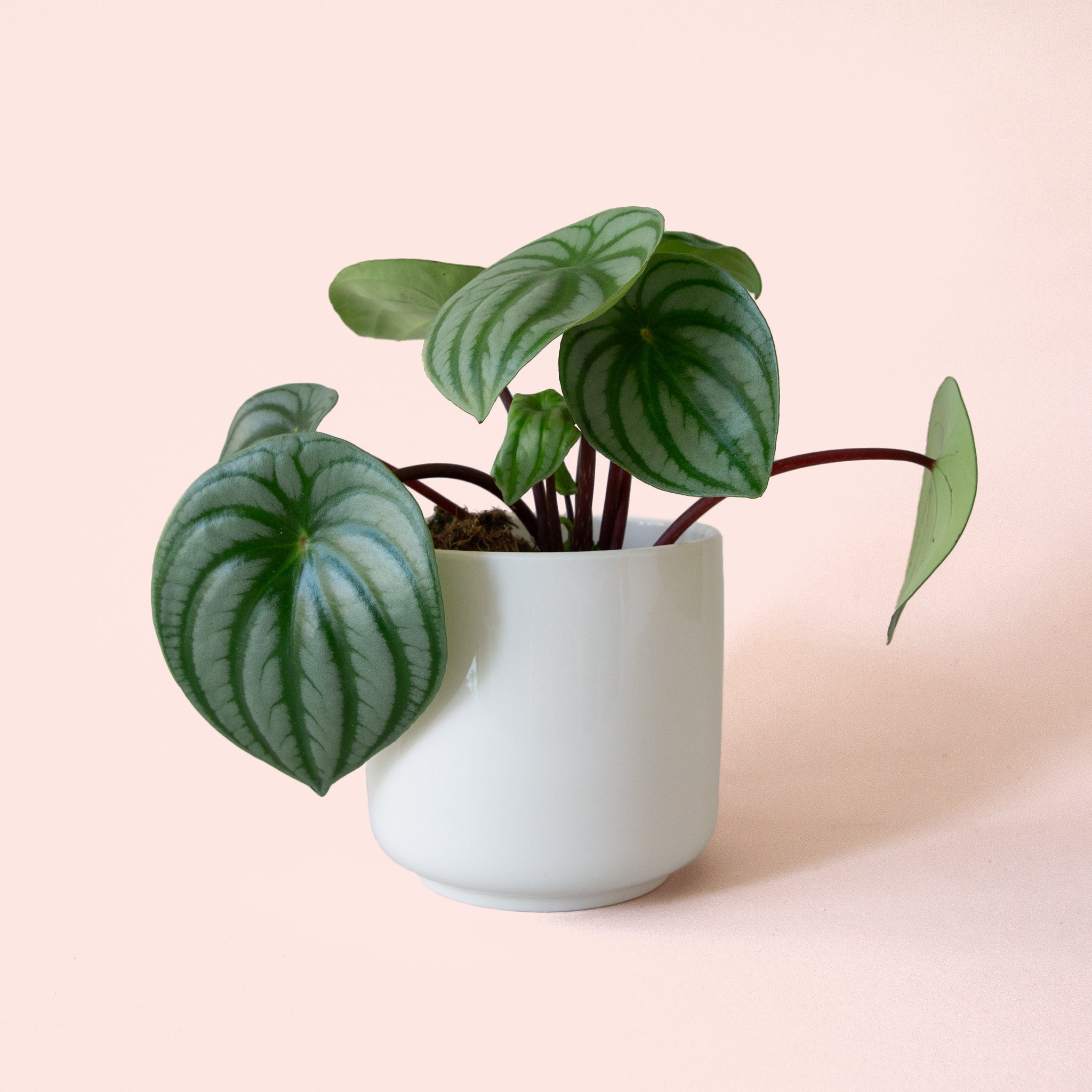 indoor plant watermelon Peperomia