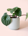 Peperomia | Watermelon