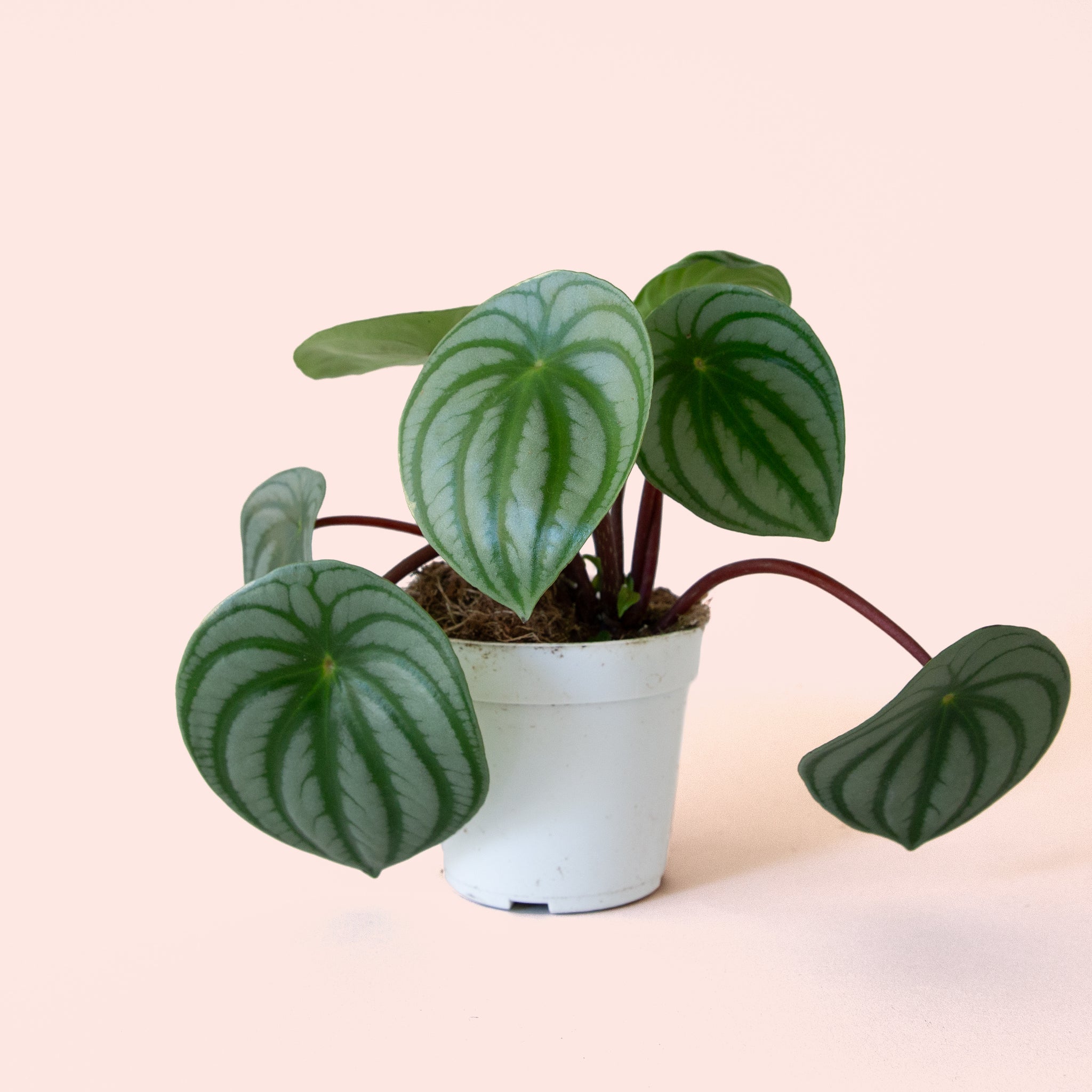 house plant watermelon Peperomia