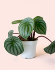 Peperomia | Watermelon